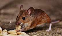 24 Hour & Emergency Exterminators in Crimora, VA